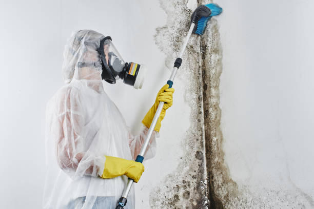 Professional Mold Removal in Huntington, UT