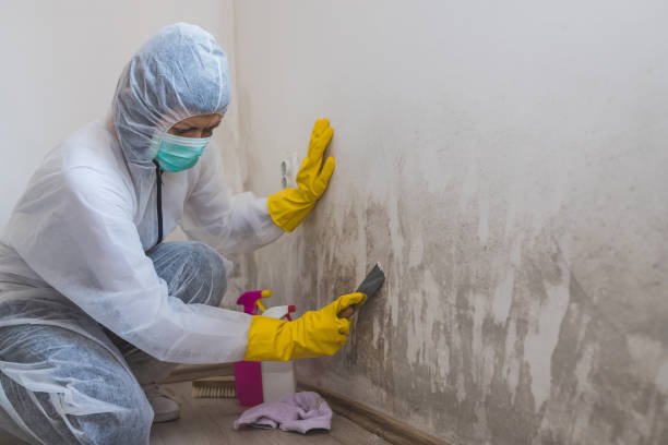 Best Local Mold Removal Service  in Huntington, UT