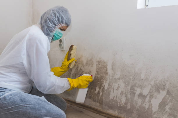 Best Residential Mold Removal  in Huntington, UT