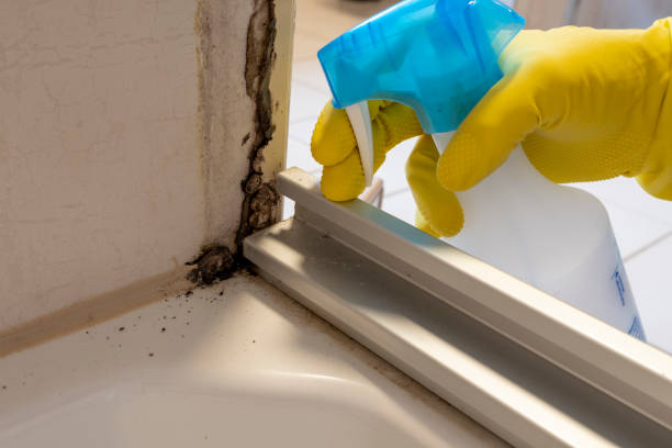Best Residential Mold Removal  in Huntington, UT